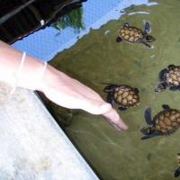 Как обеспечить хороший уход за морской черепахой