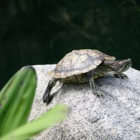 Как ухаживать за сухопутными черепахами