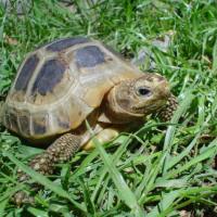 Среднеазиатская черепаха: содержание и уход в домашних условиях