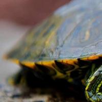 Содержание водной красноухой черепахи в домашних условиях