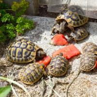 Как правильно ухаживать за сухопутной черепахой в домашних условиях