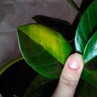 Замиокулькас: причины желтеющих листьев